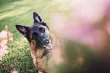 German Shepherd Dog outside on a beautiful evening 