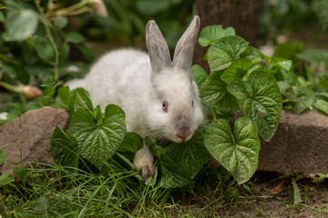 funny crazy white rabbit bunny near stones eating green plants in sunny summer weather