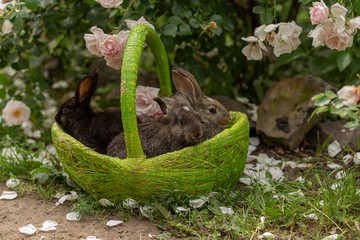 Rabbits eating grass and flowers  sitting in a green basket in sunny weather in the summer with roses