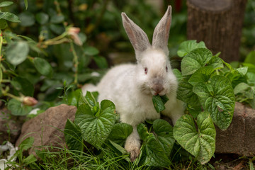 funny crazy white rabbit bunny near stones eating green plants in sunny summer weather
