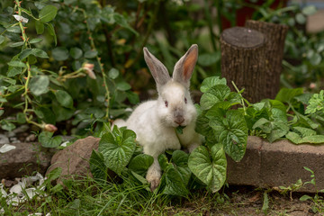 funny crazy white rabbit bunny near stones eating green plants in sunny summer weather