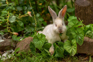 funny crazy white rabbit bunny near stones eating green plants in sunny summer weather