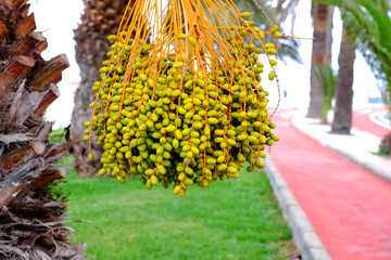 Dates ripening on a date palm, urban gardening, gardens and landscaping.
