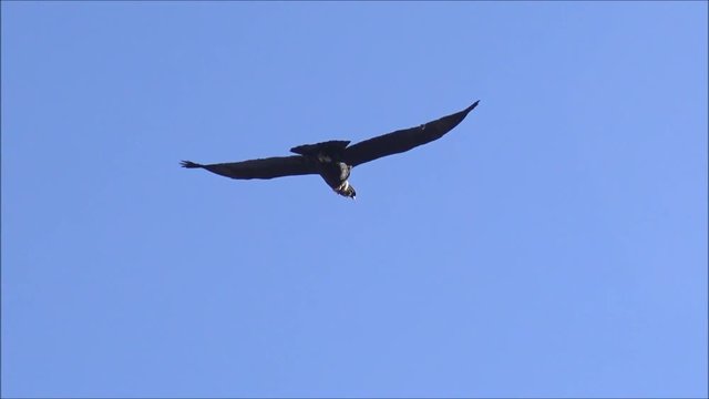 The Chilean Condor found at Cajon del Maipo in Santiago