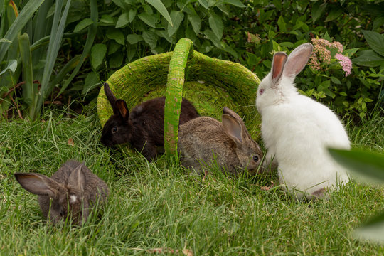 Rabbits bunny eating grass are played on grass in a green basket in sunny weather in the summer