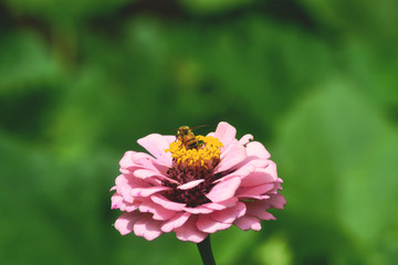 Honeybee1