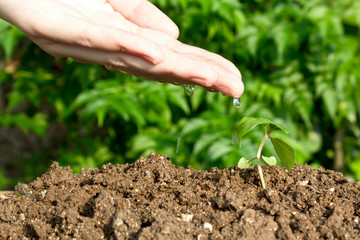 Hand watering young plant in growing.