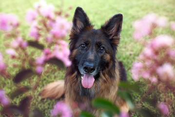 Long haired red and black German shepherd dog outdoors among flowers