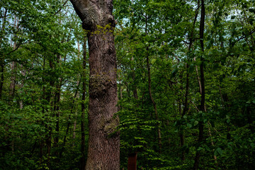 Hainich Thüringer Wald 
