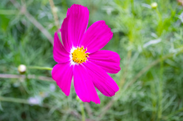 cosmos flower