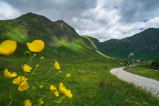 mountain landscape with flowers