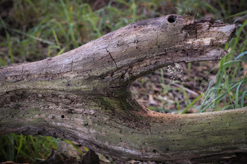 old branch with evidence of woodworm