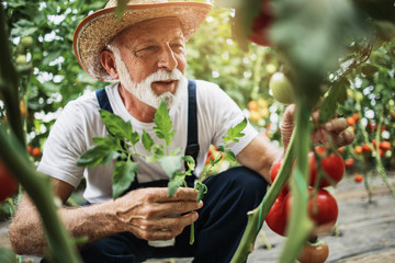 Happy and smiling senior man working in greenhouse.