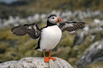 Puffin standing on a rock, flapping its wings, getting ready to fly - Farne Islands, Great Britain