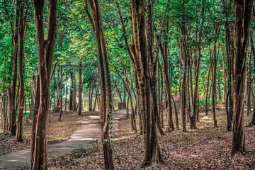 Fototapeta na wymiar Walkway in the park, near the city. Beautiful green forest..