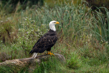 Large male bald eagle sitting on a rock at the edge of a pond