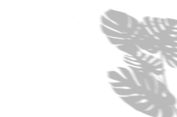 Summer background of shadows branch leaves on a white wall. White and Black for overlaying a photo or mockup