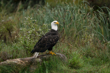 Large male bald eagle sitting on a rock at the edge of a pond