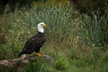 Large male bald eagle sitting on a rock at the edge of a pond