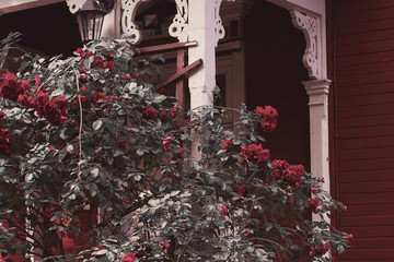 red roses bush next to the european style old wooden house