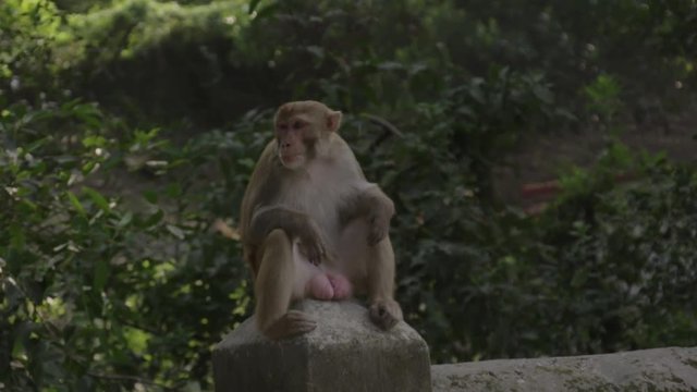 awkward grey monkey with huge testicles balls genitals sits staring in slow motion