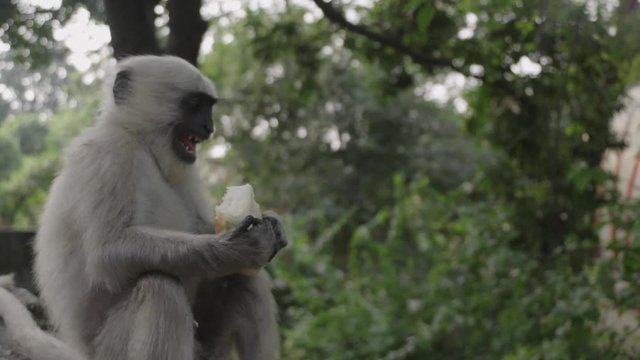grey monkey is overjoyed with meal, excited teeth slow motion grinning