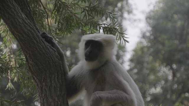 Slow motion grey monkey in the wild enjoying a leisurely sit