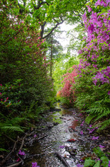 Fototapeta premium stream of water surraunded by flowers