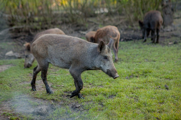 Family Group of Wart Hogs Grazing Eating Grass Food Together.