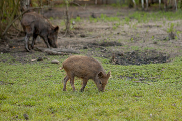 Family Group of Wart Hogs Grazing Eating Grass Food Together.
