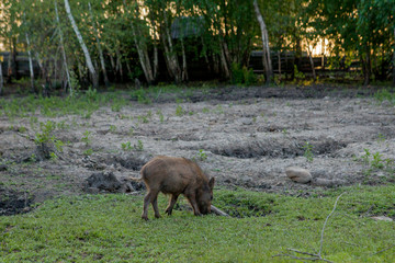 Wild small pig contentedly grazing on grass