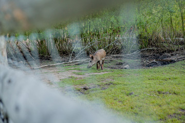 Family Group of Wart Hogs Grazing Eating Grass Food Together.