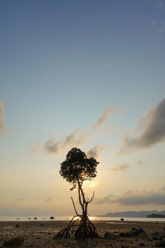 マングローブの若木と夕日
