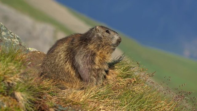 Alpine marmot (Marmota marmota) in the mountains