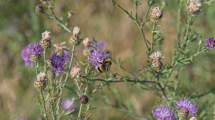 summer nature © Frank Myonk