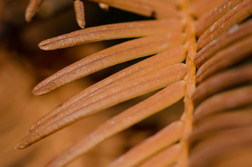 The Golden Needles of the Dawn Redwood in Autumn