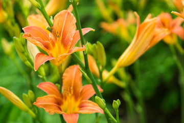 Lily flowers blooming in the garden. Orange lilies. Flowers love symbol