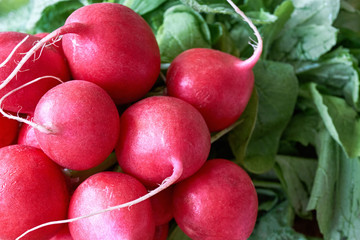 Radish bunch on wood. Closeup of freshly harvested, red organic radishes with geen leaves and copy space.