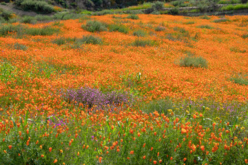 Fototapeta na wymiar California Poppy Field Super Bloom 2019
