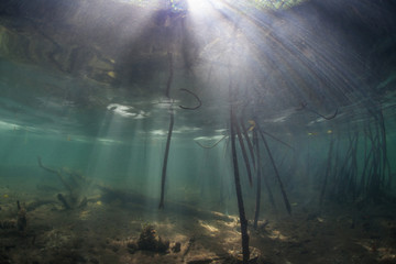 Mangrove prop roots reach towards the shallow seafloor in Raja Ampat, Indonesia. Mangrove forest are ecologically important as nurseries for fish and invertebrates and act as coastal buffers.