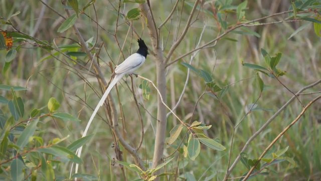 an asian paradise flycatcher bird perched on a bush at tadoba andhari tiger reserve in india-  4K 60p