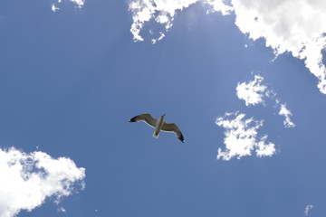 seagull flying in the sky with clouds and sun