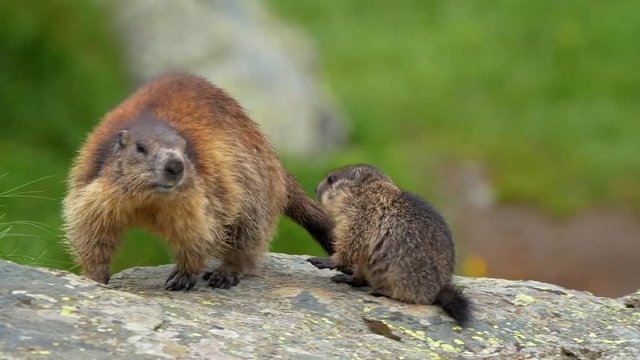 Alpine marmot mother with children