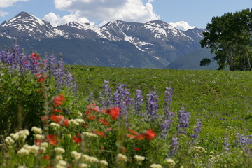 Fototapeta na wymiar flowers in the mountains