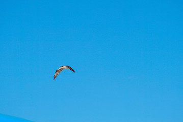 flying in the sky