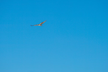 flying in the sky