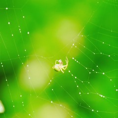 spider on web