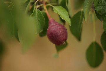 Tree branch with burgundy pears growing in the summer garden, ripe pear fruit close up