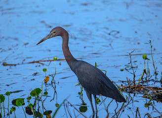 Little Blue Heron Looking Left, Lake Seminole Park, Florida