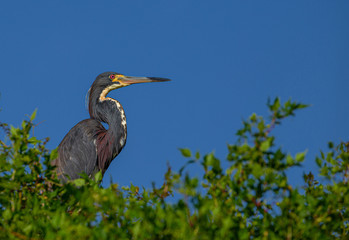 Tricolored Heron at Lake Seminole Park, Florida